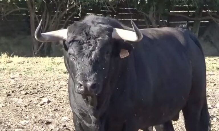 Ataquines calienta motores para sus Fiestas de San Juan Bautista 2025 con toros, cortes y emoción en la calle