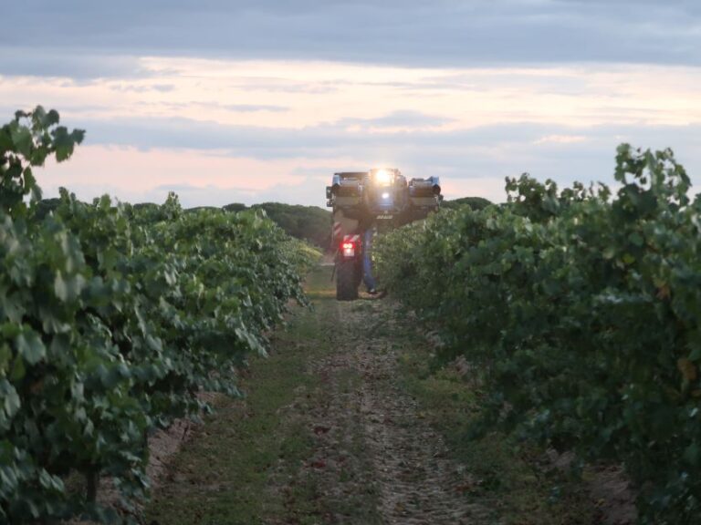 UPA exige precios justos para los viticultores de Castilla y León tras una vendimia marcada por el mildiu y el calor extremo