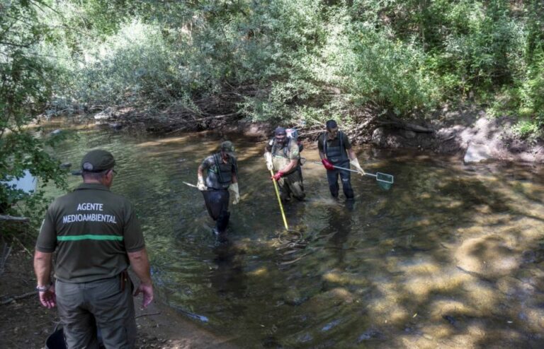 Rescate de peces en el Tera: una carrera contra el calor y la sequía