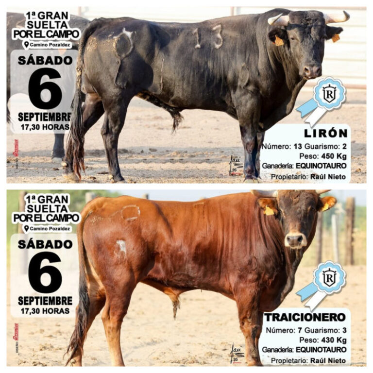 Lirón y Traicionero, protagonistas de la «I gran suelta por el campo» en Pozal de Gallinas