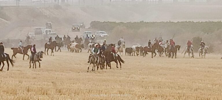Los toros de los Hermanos Martín Alonso protagonizan el cuarto encierro en Medina del Campo con un caballo corneado