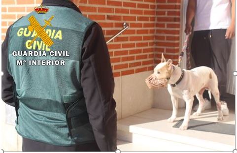 Un American Staffordshire mata a un perro en Alaejos: investigan al dueño por no controlar al animal peligroso