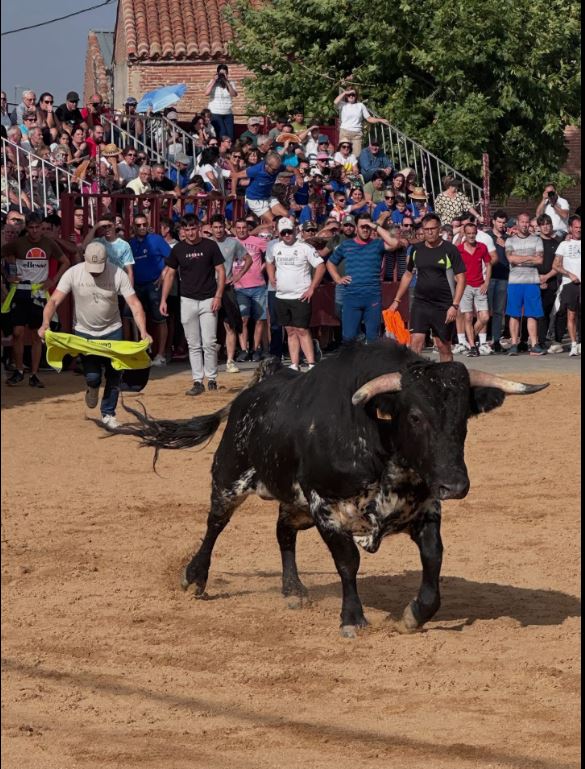 Multitudinaria respuesta en el arranque taurino de Bobadilla del Campo