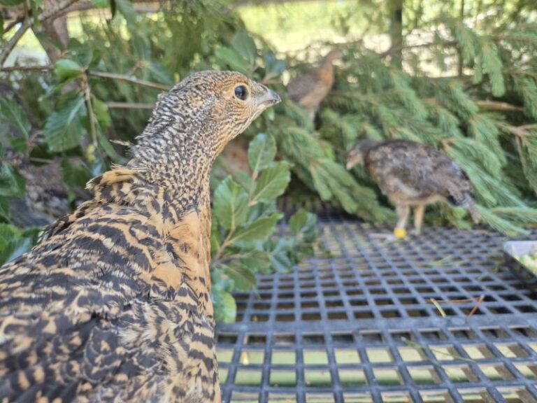 Récord histórico en León: nacen 76 pollos de urogallo cantábrico en el centro de cría de Valsemana