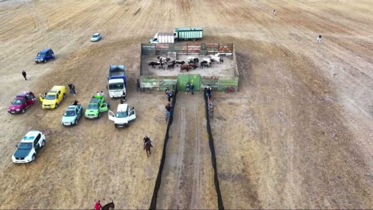 Video completo del Encierro 8 de Septiembre – San Antolín 2025 Medina del Campo