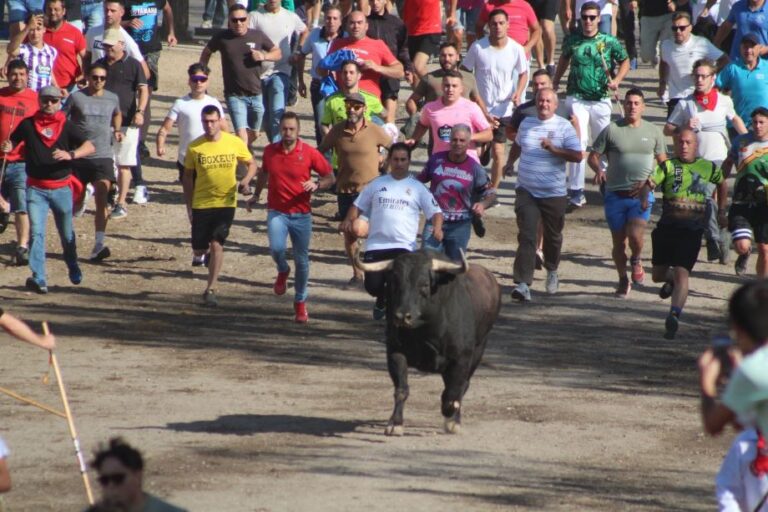 El Toro de la Vega 2025 mantiene la tensión: ‘Saltavallas’ embiste talanqueras y acaba sedado en Tordesillas