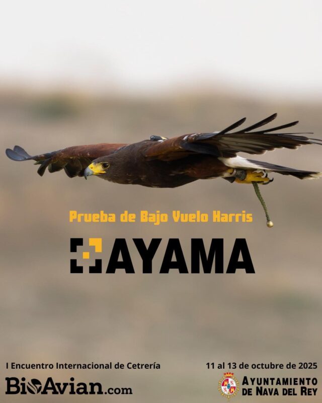 Nava del Rey acoge el I Encuentro Internacional de Cetrería Bioavian: tradición, innovación y aves rapaces del 11 al 13 de octubre
