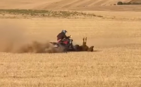 Pacma pide que se investigue la muerte de una vaquilla atropellada por un quad en Bolaños de Campos