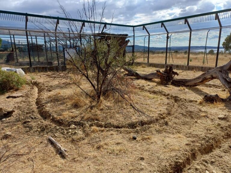 La Junta instalará sensores de fibra óptica en el Cerrato palentino para proteger al lince ibérico y mejorar la seguridad vial