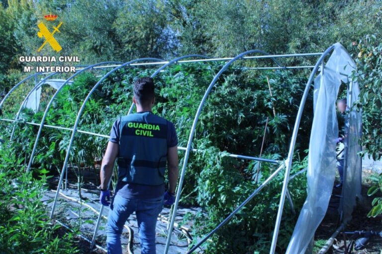 Desmantelan una plantación ilegal de marihuana en Hospital de Órbigo: dos personas implicadas