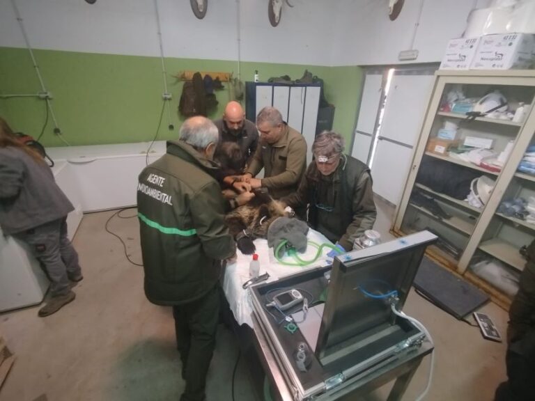 ¡Vuelve a casa! La osezna Alba es reintroducida en libertad tras su recuperación en León