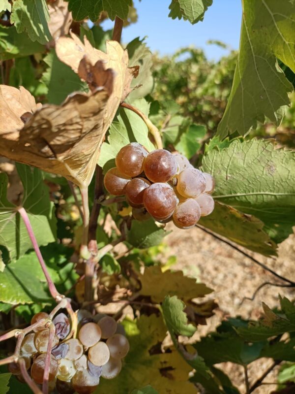 Cuatro nuevas variedades de vid resistentes a mildiu y oídio ya están disponibles para los viticultores de Castilla y León