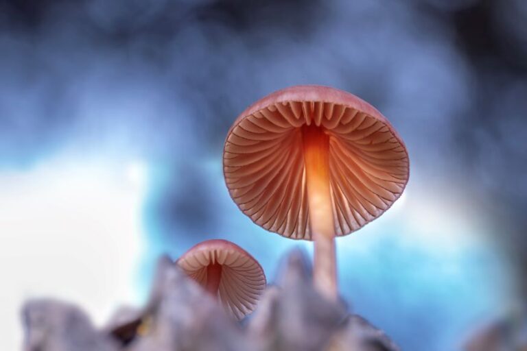 Ya hay ganadores! Estas son las fotos que triunfaron en el III Concurso Fotográfico de las Jornadas del Nícalo en La Zarza