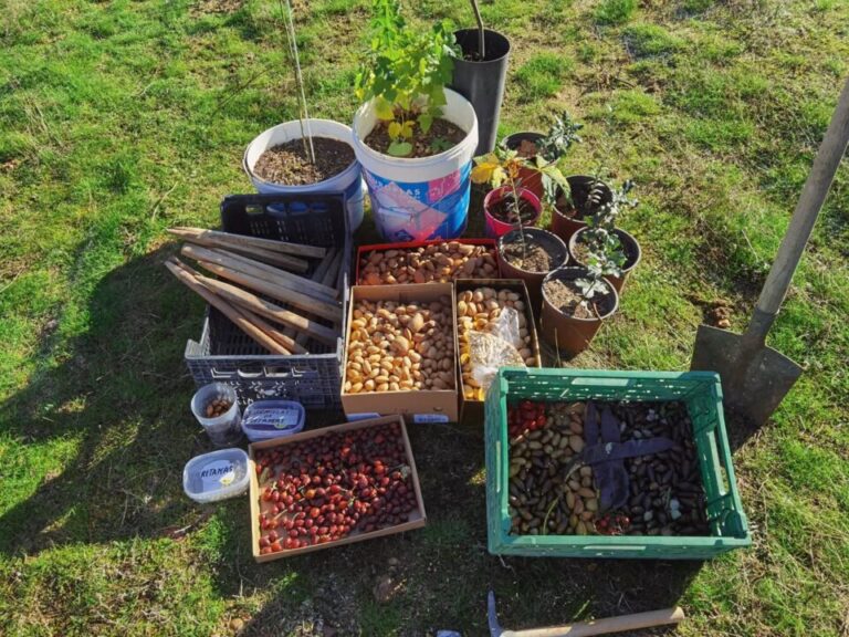 La Asociación Oropéndola y El Arcornocal se unen en una jornada de plantación de especies autóctonas en Nava del Rey