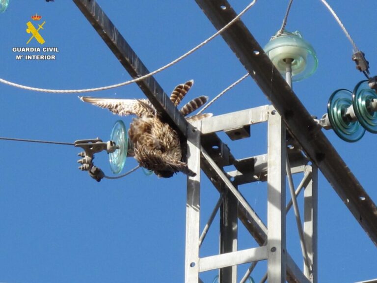 Investigan a cuatro propietarios de tendidos eléctricos en Ávila por la muerte de 49 aves protegidas, entre ellas águilas imperiales