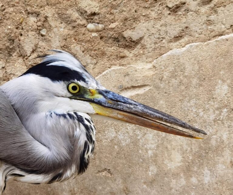 Rescatan una Garza Real herida en Nava del Rey