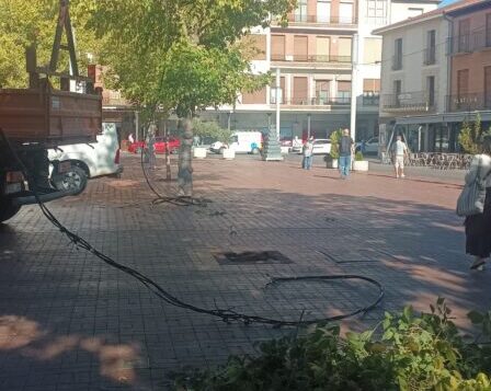 Medina del Campo tendrá que reemplazar progresivamente los árboles de la Plaza Mayor al estar todos enfermos