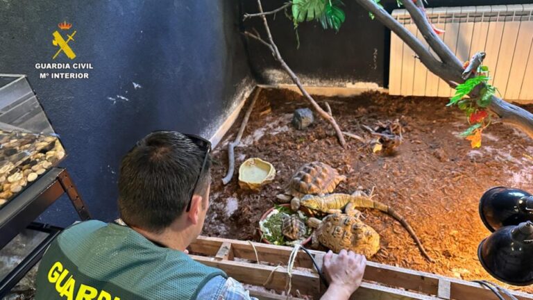 Desmantelado en Ávila un falso refugio de animales exóticos con casi 500 ejemplares valorados en 85.000 euros