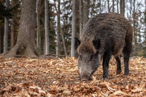 La Junta de Castilla y León refuerza el control ante la Peste Porcina Africana pese a no registrar casos en la Comunidad