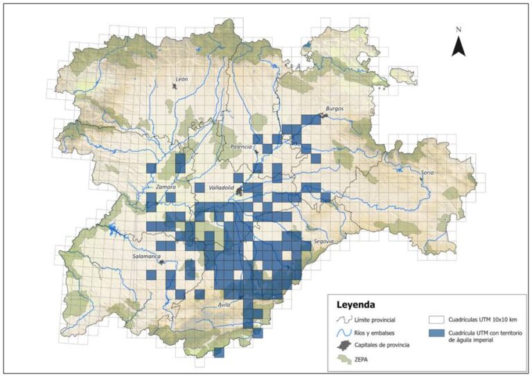 Récord histórico del águila imperial ibérica en Castilla y León con 191 territorios en 2024