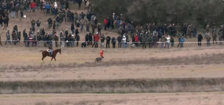Nacional galgos en Nava
