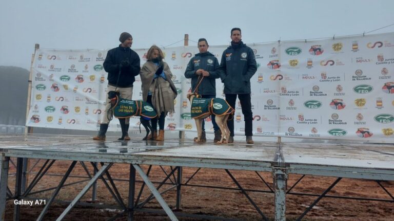 Nava del Rey: Sigue en directo el Campeonato Nacional de Galgos en Campo