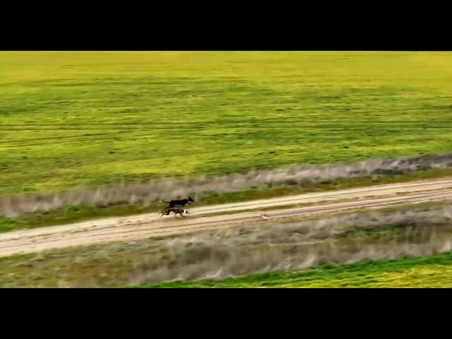 Jornada de Cuartos del Campeonato de España de Galgos