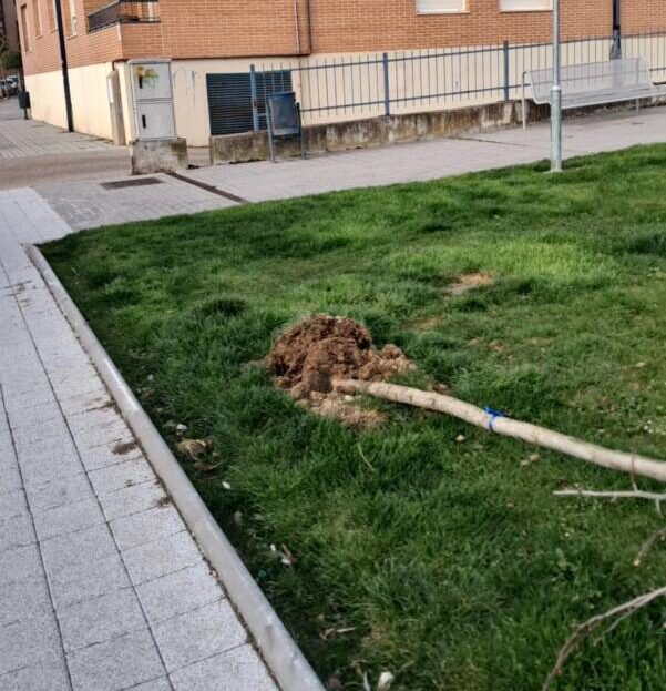 Destrozos en el arbolado público de Tordesillas