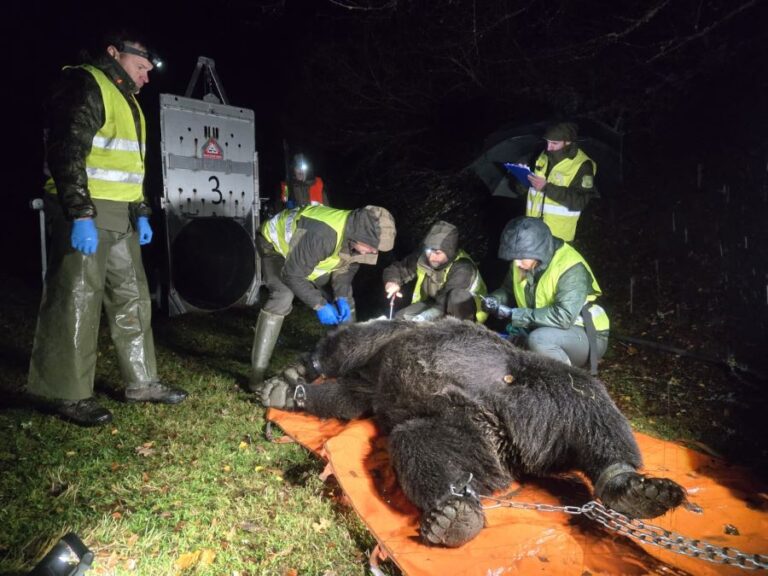 Captura+oso_Alto+Sil en Castilla y León