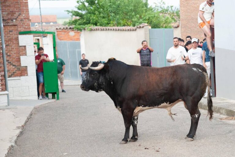 toro San Boal