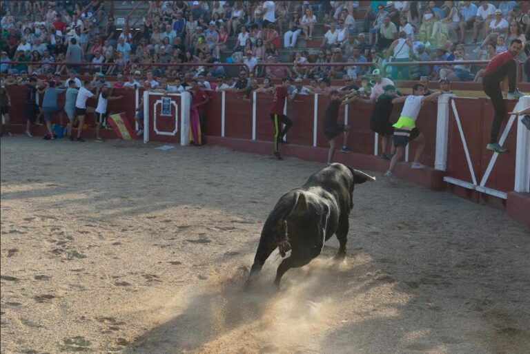 Fresno Toro San Juan