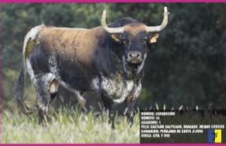 Toro Feria en Medina del Campo