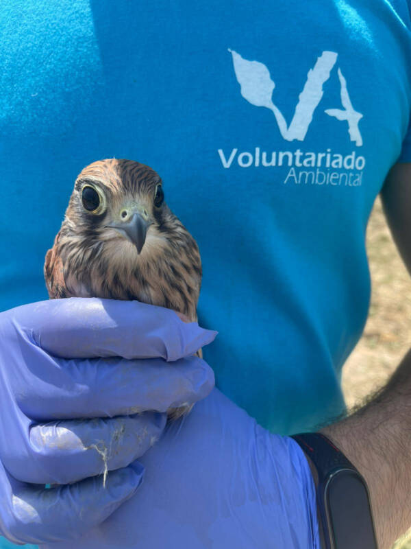 Voluntariado+1 en Castilla y León
