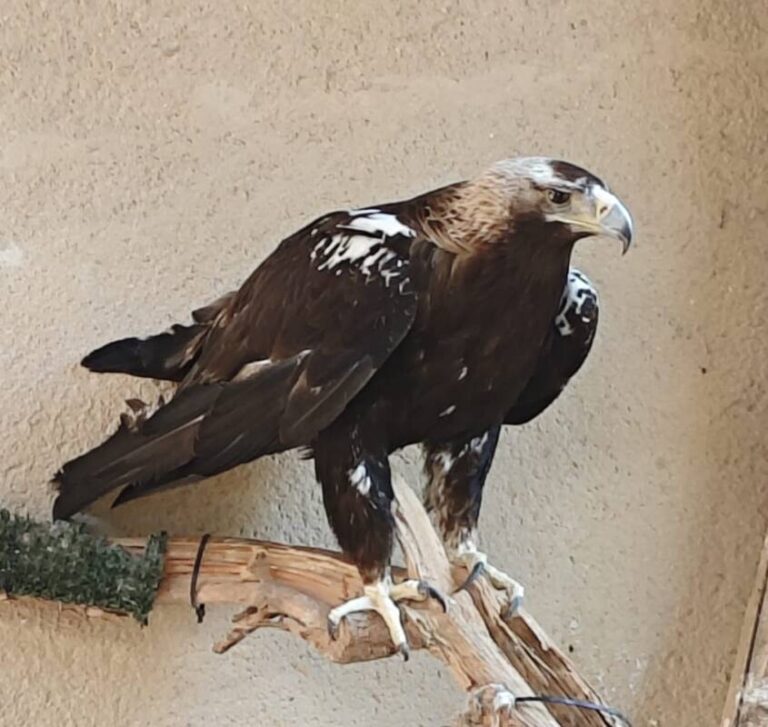 Águila imperial ibérica