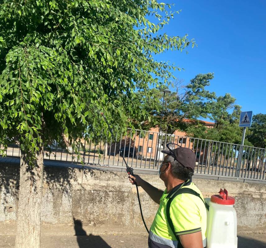 Olmos Rueda